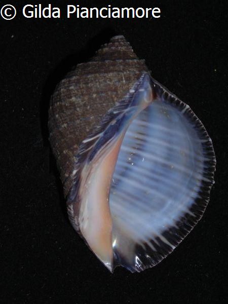 no photo for this shell
